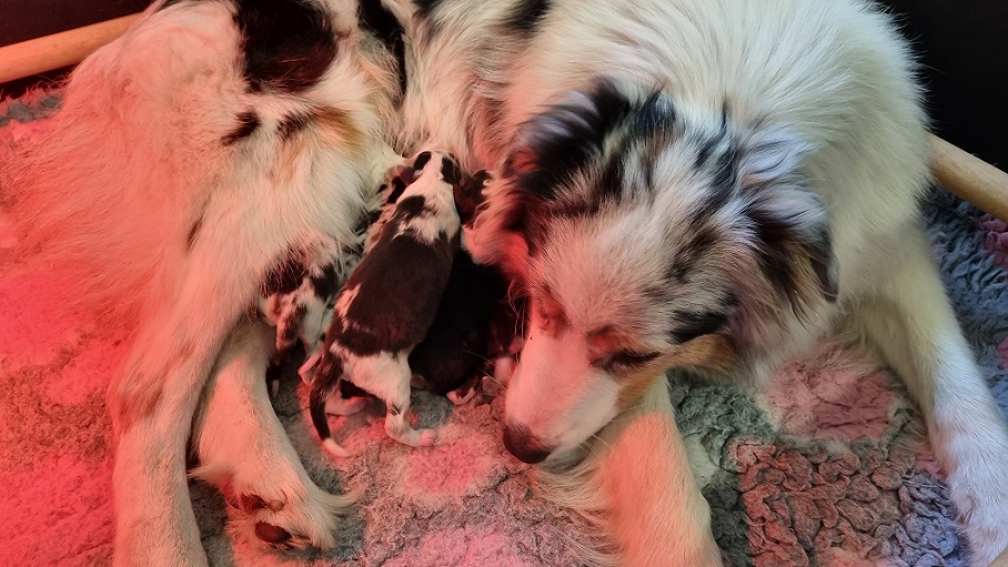 PupsChayxMaverick31052023