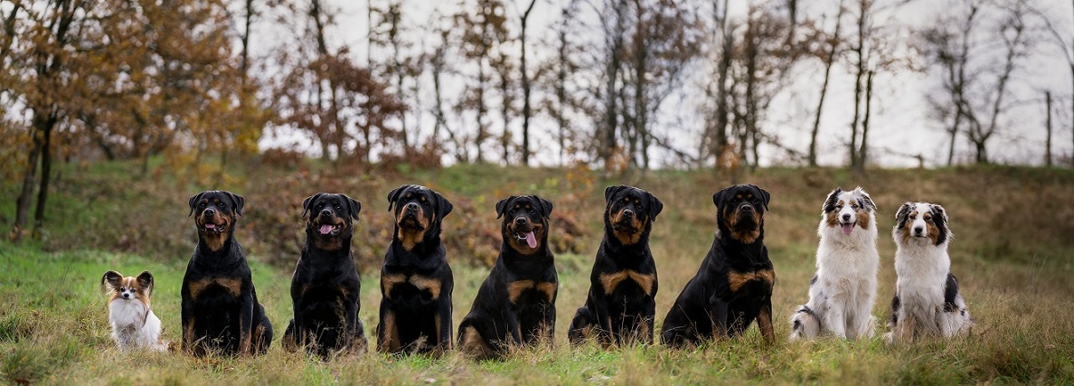 Groepsfoto