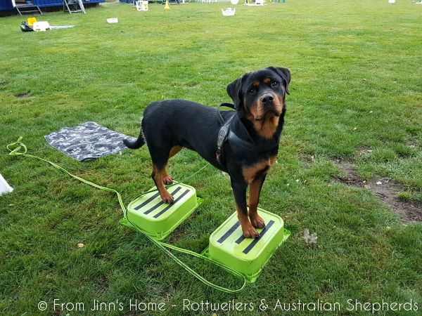 Jinn Heavys Kayleigh 001 Jinn Heavys Kayleigh 001