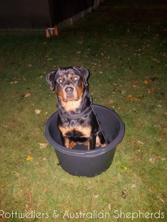 Jinn Heavys Kayleigh 002 Jinn Heavys Kayleigh 002