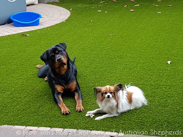 Jinn Heavys Kayleigh 003 Jinn Heavys Kayleigh 003