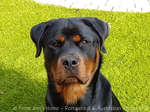 Jinn Heavys Kayleigh 004 Jinn Heavys Kayleigh 004