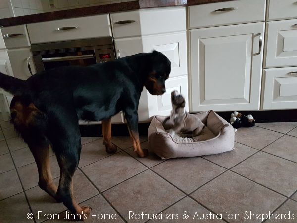 Jinn Heavys Kayleigh 006 Jinn Heavys Kayleigh 006