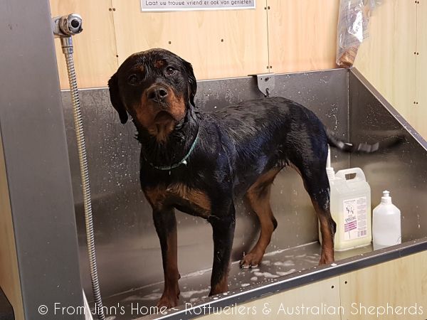 Jinn Heavys Kayleigh 007 Jinn Heavys Kayleigh 007