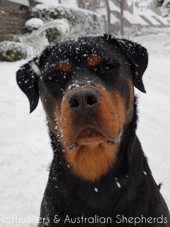 Jinn Heavys Kayleigh 010 Jinn Heavys Kayleigh 010