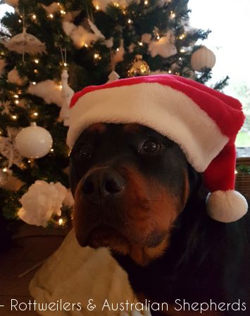 Jinn Heavys Kayleigh 011 Jinn Heavys Kayleigh 011