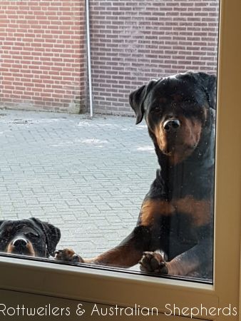 Jinn Heavys Kayleigh 050 Jinn Heavys Kayleigh 050