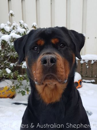 Jinn Heavys Kayleigh 051 Jinn Heavys Kayleigh 051