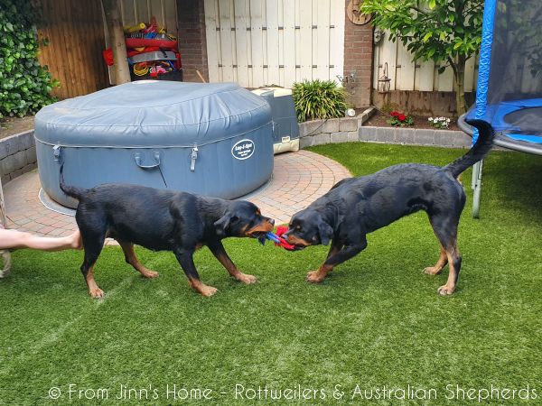 Jinn Heavys Kayleigh 054 Jinn Heavys Kayleigh 054