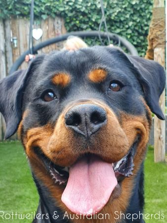 Jinn Heavys Kayleigh 056 Jinn Heavys Kayleigh 056