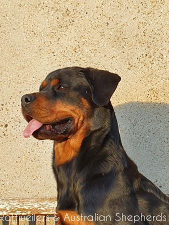 Jinn Heavys Kayleigh 057 Jinn Heavys Kayleigh 057