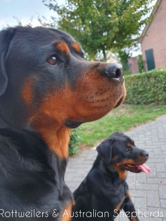 Jinn Heavys Kayleigh 058 Jinn Heavys Kayleigh 058