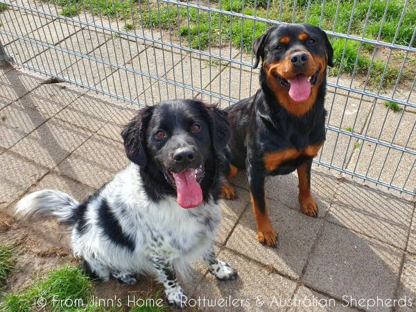 Jinn Heavys Kayleigh 059 Jinn Heavys Kayleigh 059