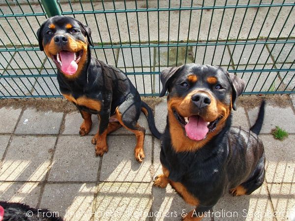 Jinn Heavys Kayleigh 060 Jinn Heavys Kayleigh 060