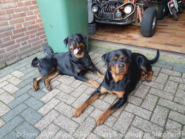 Jinn Heavys Kayleigh 061 Jinn Heavys Kayleigh 061