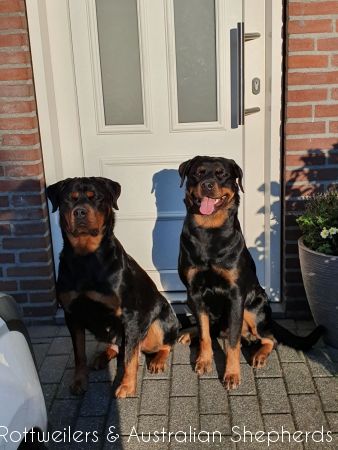 Jinn Heavys Kayleigh 062 Jinn Heavys Kayleigh 062