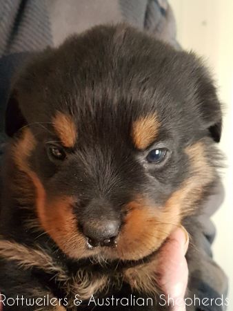 Joy Laika van Meijl opZeven 001 Joy Laika van Meijl opZeven 001