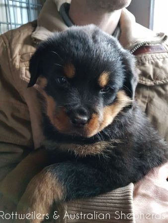 Joy Laika van Meijl opZeven 002 Joy Laika van Meijl opZeven 002