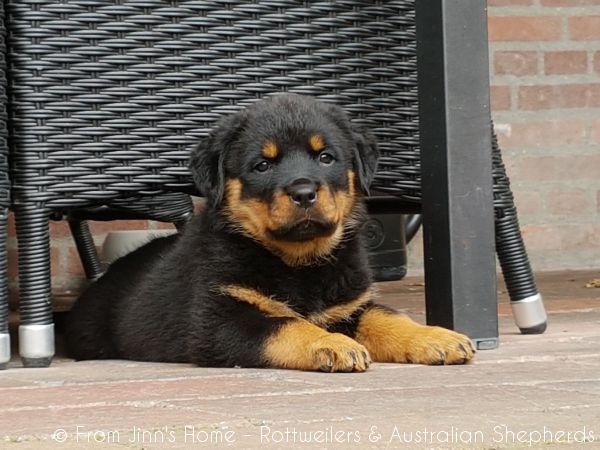 Joy Laika van Meijl opZeven 003 Joy Laika van Meijl opZeven 003