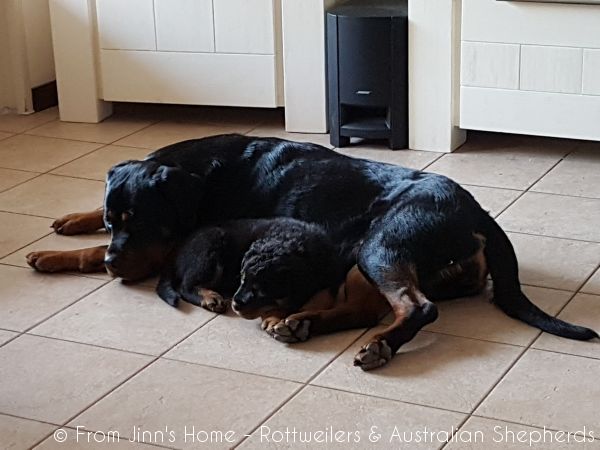 Joy Laika van Meijl opZeven 004 Joy Laika van Meijl opZeven 004