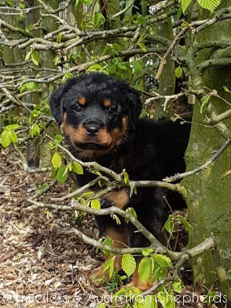 Joy Laika van Meijl opZeven 005 Joy Laika van Meijl opZeven 005