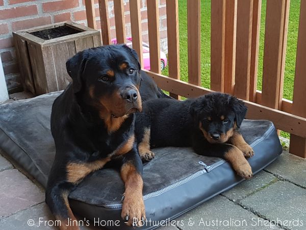 Joy Laika van Meijl opZeven 006 Joy Laika van Meijl opZeven 006