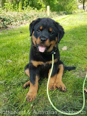 Joy Laika van Meijl opZeven 007 Joy Laika van Meijl opZeven 007