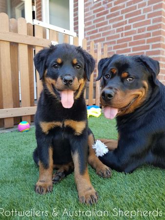 Joy Laika van Meijl opZeven 008 Joy Laika van Meijl opZeven 008