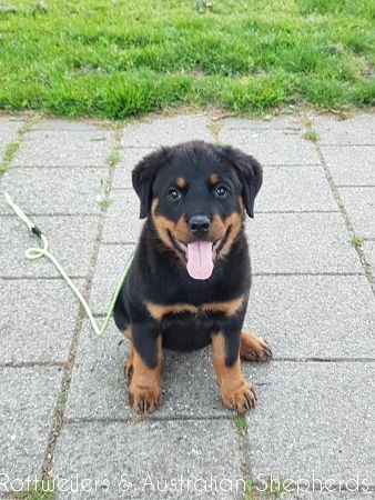 Joy Laika van Meijl opZeven 009 Joy Laika van Meijl opZeven 009