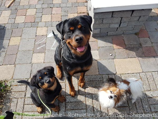 Joy Laika van Meijl opZeven 011 Joy Laika van Meijl opZeven 011