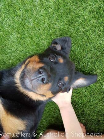 Joy Laika van Meijl opZeven 013 Joy Laika van Meijl opZeven 013