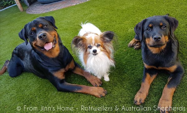 Joy Laika van Meijl opZeven 014 Joy Laika van Meijl opZeven 014