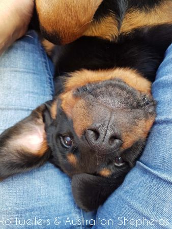 Joy Laika van Meijl opZeven 015 Joy Laika van Meijl opZeven 015