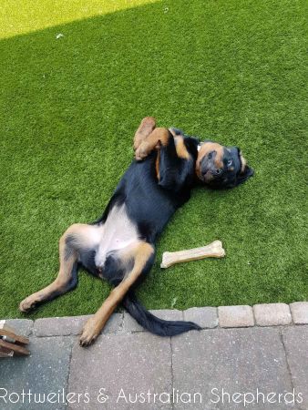 Joy Laika van Meijl opZeven 016 Joy Laika van Meijl opZeven 016