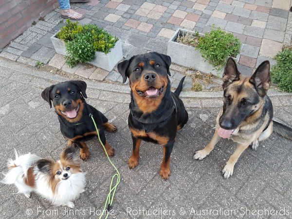 Joy Laika van Meijl opZeven 017 Joy Laika van Meijl opZeven 017