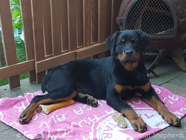 Joy Laika van Meijl opZeven 018 Joy Laika van Meijl opZeven 018