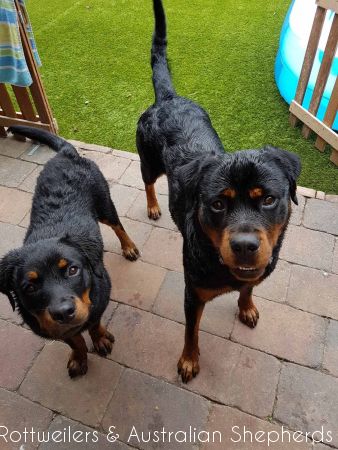 Joy Laika van Meijl opZeven 021 Joy Laika van Meijl opZeven 021