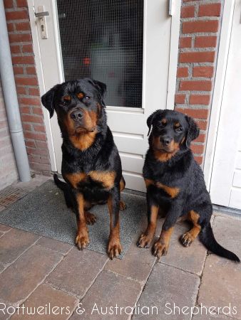 Joy Laika van Meijl opZeven 022 Joy Laika van Meijl opZeven 022