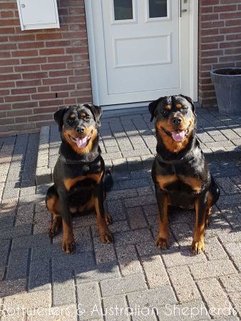 Joy Laika van Meijl opZeven 026 Joy Laika van Meijl opZeven 026