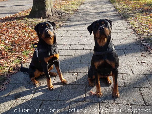 Joy Laika van Meijl opZeven 027 Joy Laika van Meijl opZeven 027