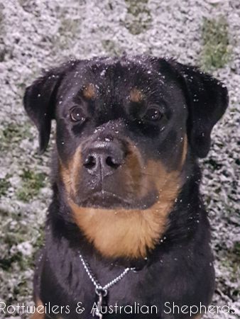 Joy Laika van Meijl opZeven 028 Joy Laika van Meijl opZeven 028