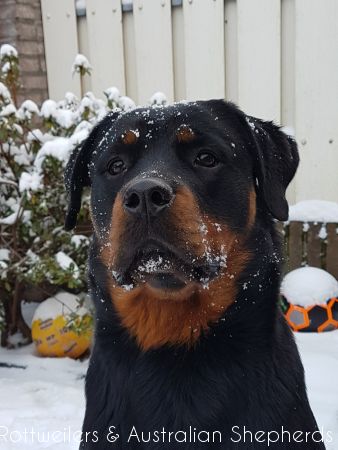 Joy Laika van Meijl opZeven 029 Joy Laika van Meijl opZeven 029