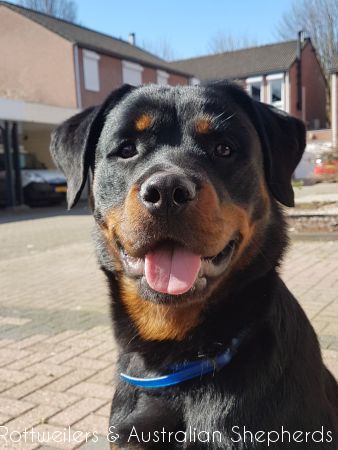 Joy Laika van Meijl opZeven 030 Joy Laika van Meijl opZeven 030