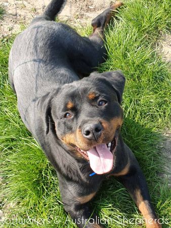 Joy Laika van Meijl opZeven 031 Joy Laika van Meijl opZeven 031