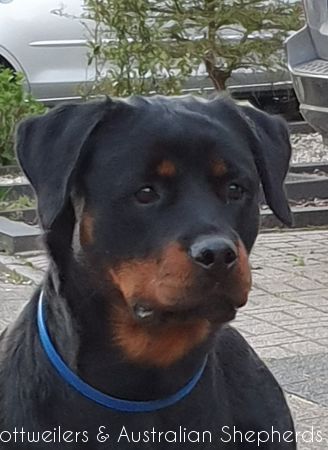 Joy Laika van Meijl opZeven 032 Joy Laika van Meijl opZeven 032