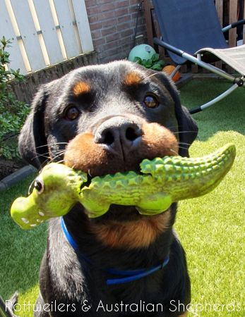 Joy Laika van Meijl opZeven 033 Joy Laika van Meijl opZeven 033