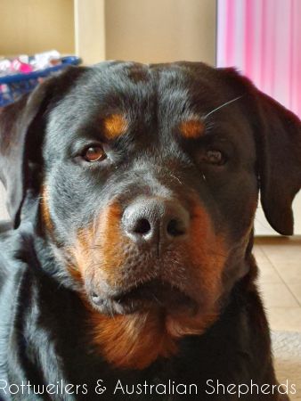 Joy Laika van Meijl opZeven 034 Joy Laika van Meijl opZeven 034