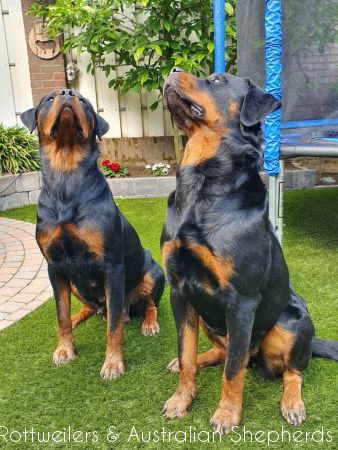 Joy Laika van Meijl opZeven 035 Joy Laika van Meijl opZeven 035