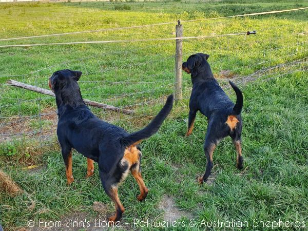 Joy Laika van Meijl opZeven 039 Joy Laika van Meijl opZeven 039