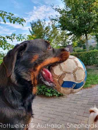 Joy Laika van Meijl opZeven 040 Joy Laika van Meijl opZeven 040